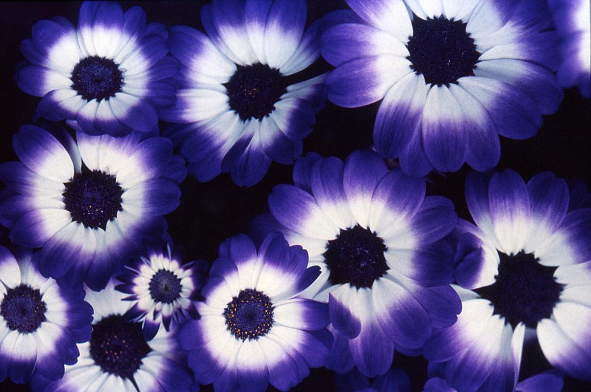 Flower07a.jpg - Flowers. c.1973. Nikon FTn, 50mm, Ektachrome slide, exposure unknown