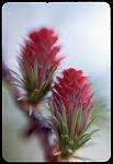 1071_04_LarchCones