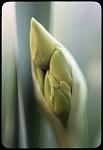 1970_01_FlowerBud