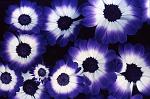Flower07a