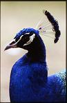 Peacock12