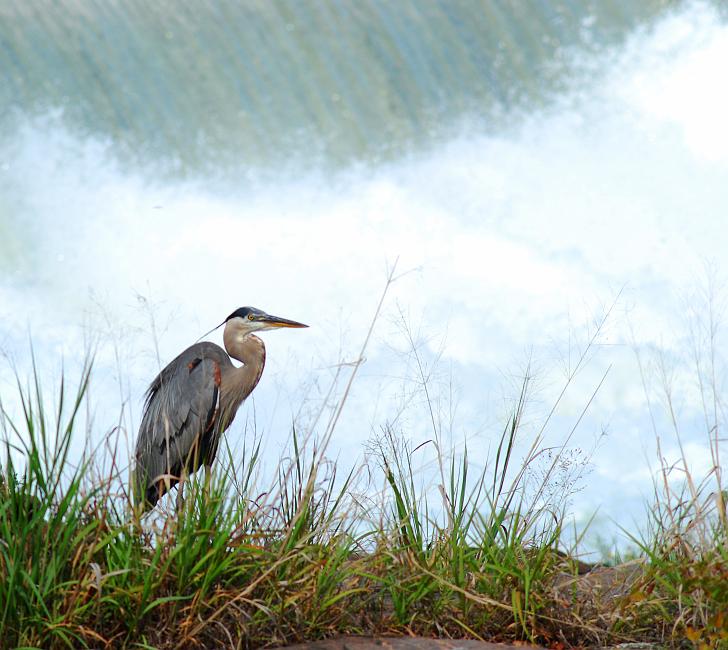 DSC_1640a.jpg - Blue Heron near the dam.