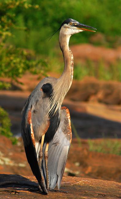 DSC_1709a.jpg - I guess he's drying his feathers...