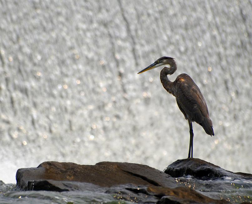 DSC_2107a.jpg - Great Blue Heron standing near the dam.