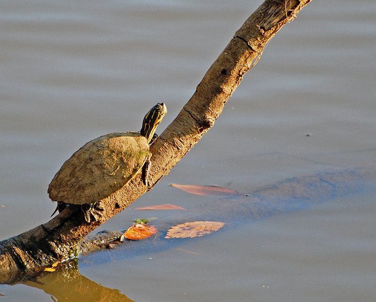 DSC_2949a.jpg - Boy, if you think birds are shy, you should try sneaking up on one of these turtles.