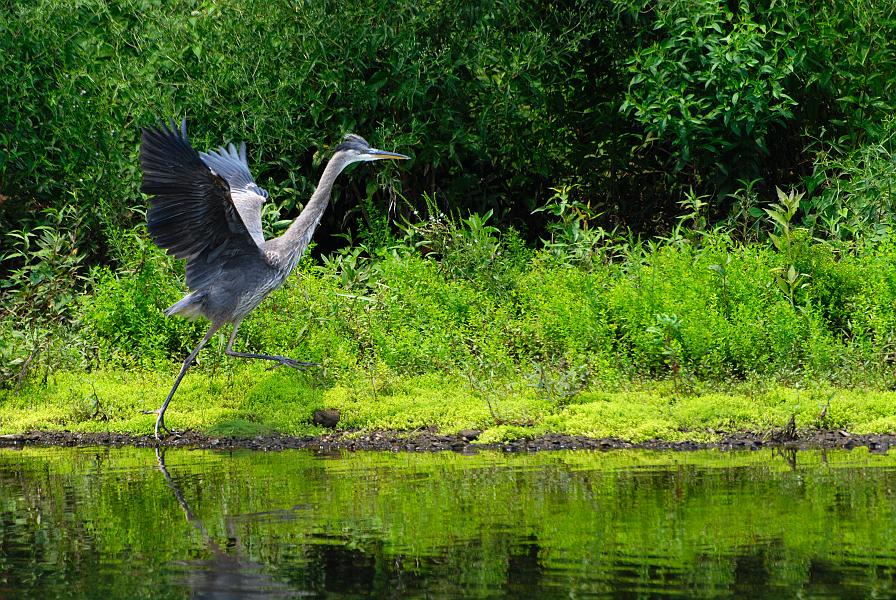 DSC_2055a.jpg - Great Blue Heron on the Chattahoochee River, near the Total Systems campus.