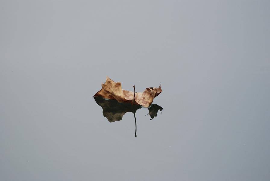 DSC_2078.JPG - Leaf floating on the Chattahoochee River