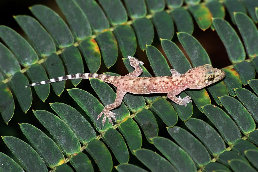 DSC_2347a.jpg - Mediterranean Gecko found wandering around WRBL