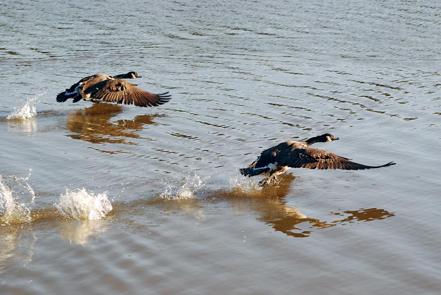 DSC_2607a.jpg - Canadian Geese cleared for takeoff at Cooper Creek Park