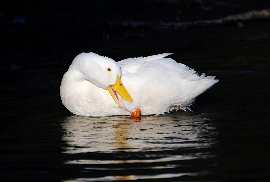 DSC_2626a.jpg - This looks like it was shot with flash but it was actually a narrow beam of sunlight streaming thru a hole in the leaves and branches of a nearby tree.  Cooper Creek Park.
