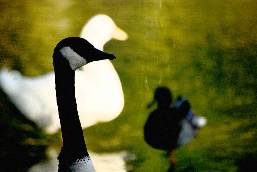 DSC_2675b.jpg - Canadian Goose, two ducks, a bit of Photoshop.
