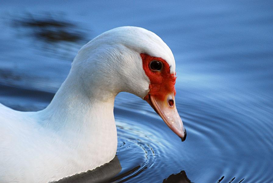 DSC_2691b.jpg - (C)Bob Hovey      bhovey.com