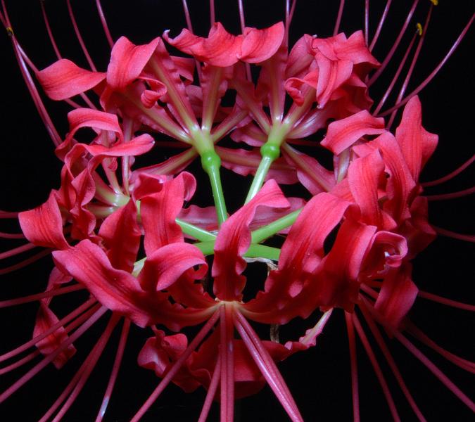 DSC_2741b.jpg - Spider Lilly, shot with off-camera SB-800