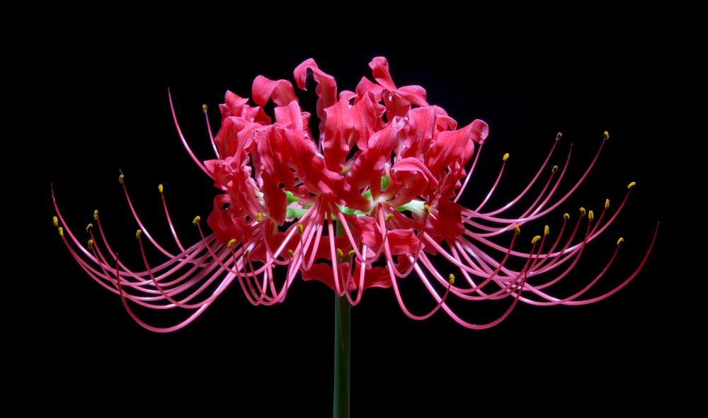 DSC_2755a.jpg - Spider Lilly, shot with off-camera SB-800