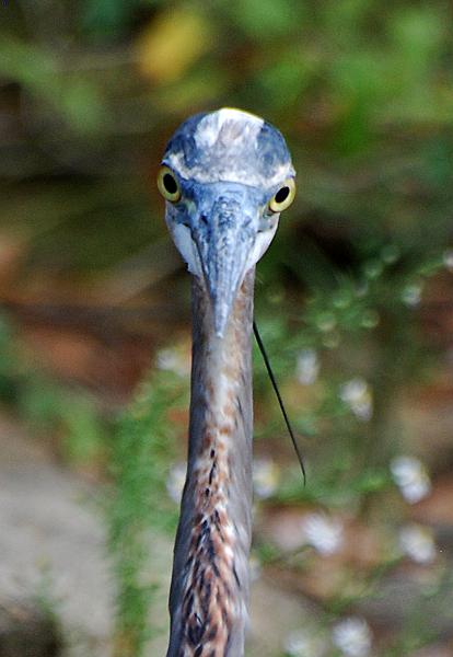 DSC_2831a.jpg - You talkin' to me?