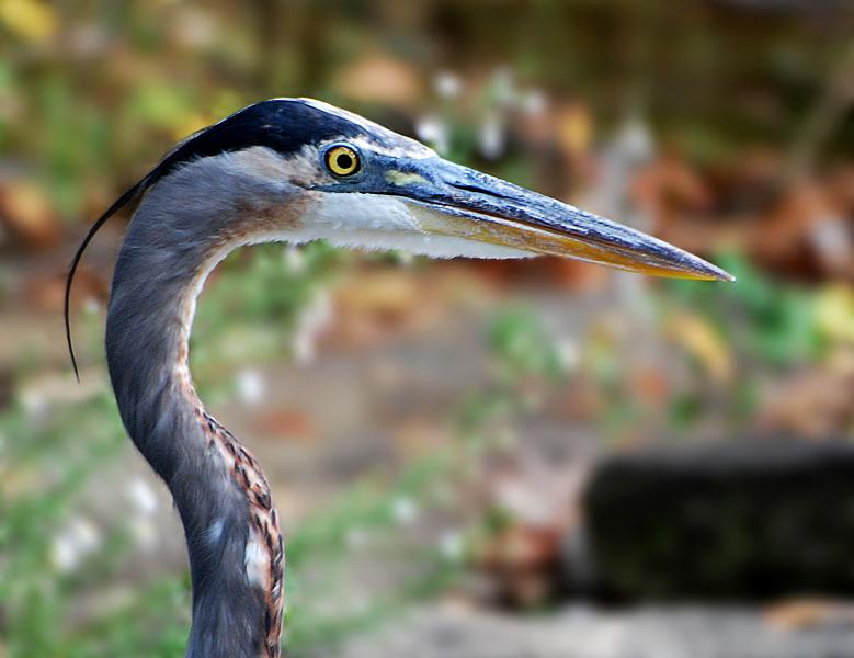 DSC_2835a.jpg - Great Blue Heron waiting for me to leave so he can resume fishing.