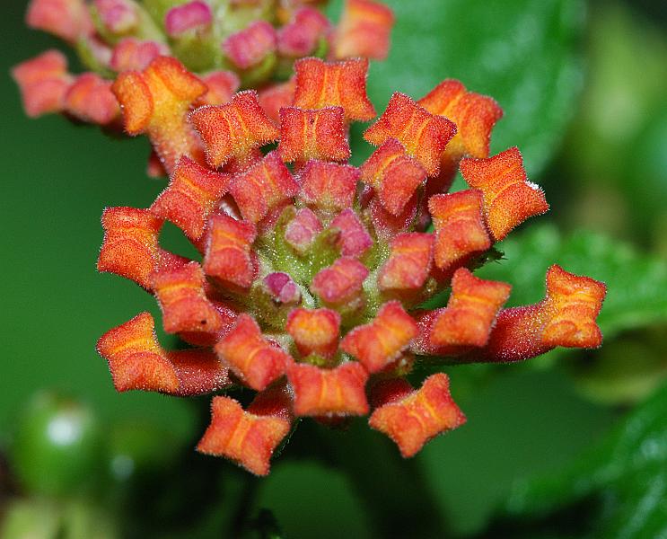DSC_3061a.jpg - Lantana bud
