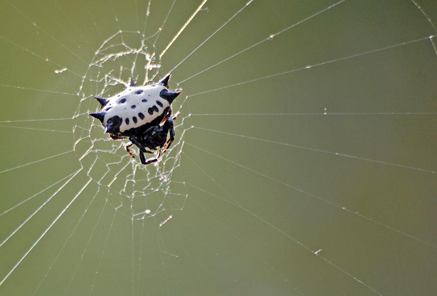 DSC_3105a.jpg - Crown (or Crab) spider, near Rotary Park