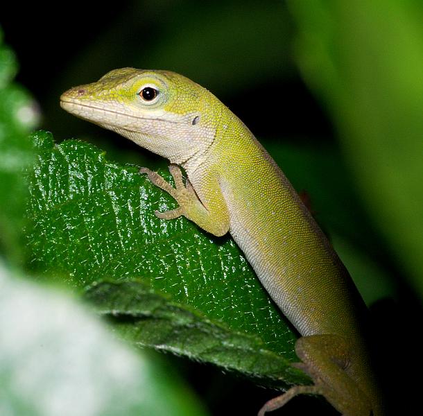 DSC_3326a.jpg - Anole