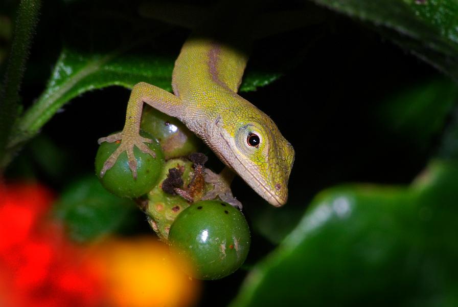 DSC_3328a.jpg - Anole
