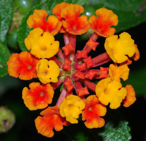 DSC_3333a.jpg - Lantana