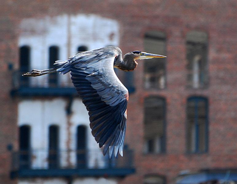 DSC_3356a.jpg - Great Blue Heron and building. Phenix City Riverwalk