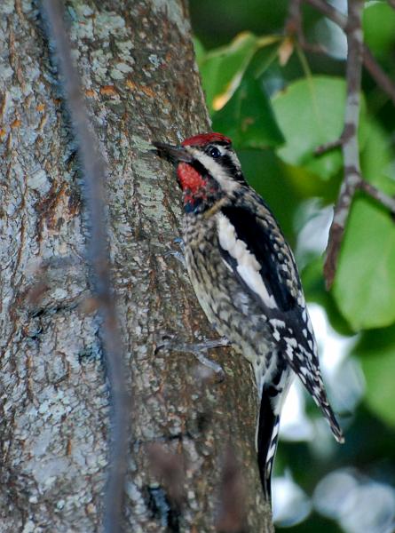 DSC_3776a.jpg - Yellow-Bellied Sapsucker