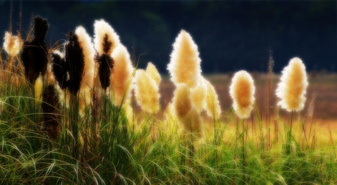 DSC_2487a.jpg - Pampas Grass at Oxbow Meadows