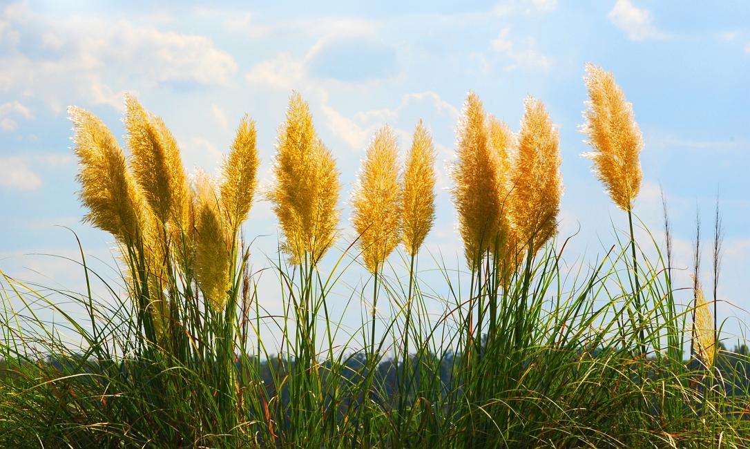 DSC_2566a.jpg - Pampas Grass at Oxbow Meadows