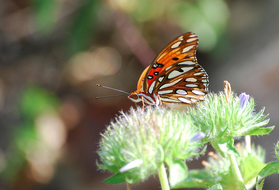 DSC_2782a.jpg - Gulf Fritillary