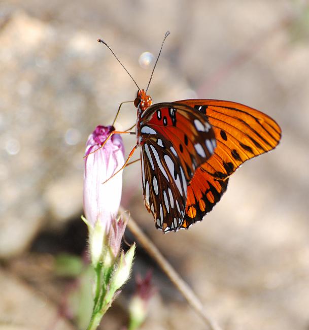 DSC_2784a.jpg - Gulf Fritillary