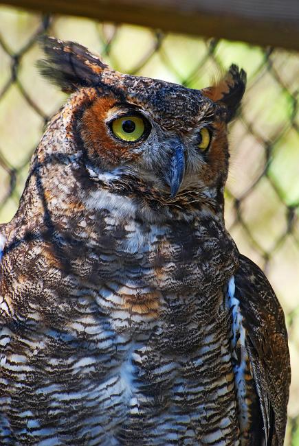 DSC_3240a.jpg - Great Horned Owl (captive). Oxbow Meadows Nature Center