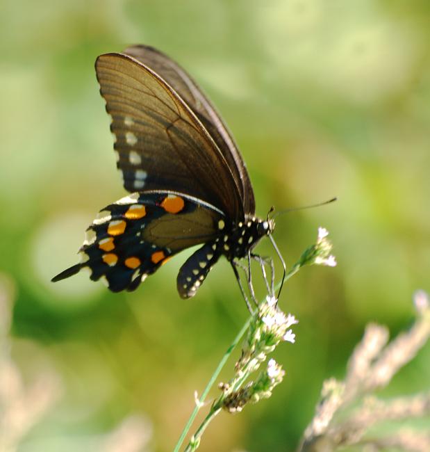 DSC_3268b.jpg - Pipevine Swallowtail. Not a very sharp shot, but it's the first photo I've taken of one of these... perhaps a better opportunity will present itself soon.