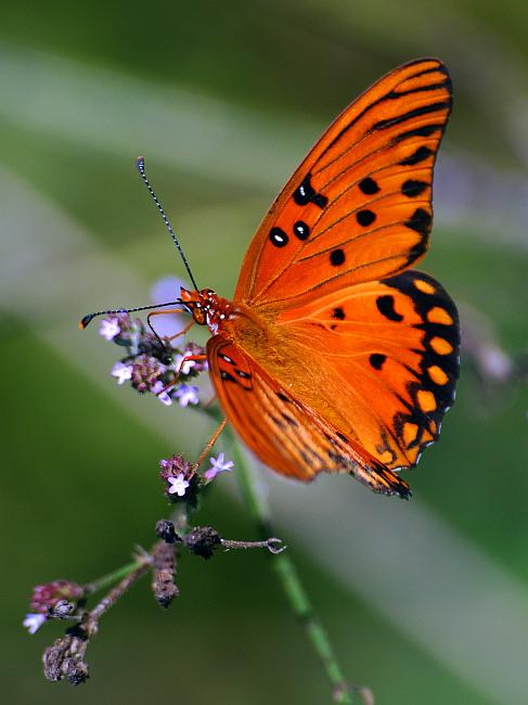 DSC_3281a.jpg - Gulf Fritillary