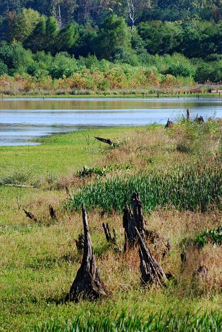 DSC_3778a.jpg - One of the Oxbow Lakes.  You can see how low the water level is because of the drought... normally those stumps are submerged.