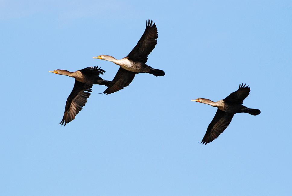 DSC_3794a.jpg - I believe these are Double-Crested Cormorants.