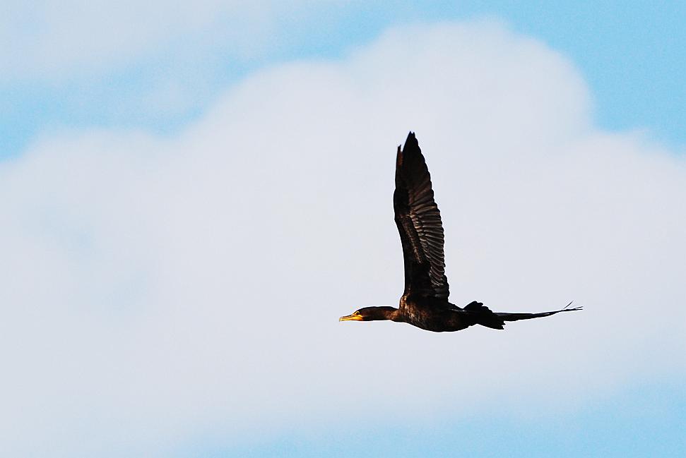 DSC_3802a.jpg - Double-Crested Cormorant.  According to the book, the all-black ones are the adults, the ones with the lighter necks and chests are juveniles.
