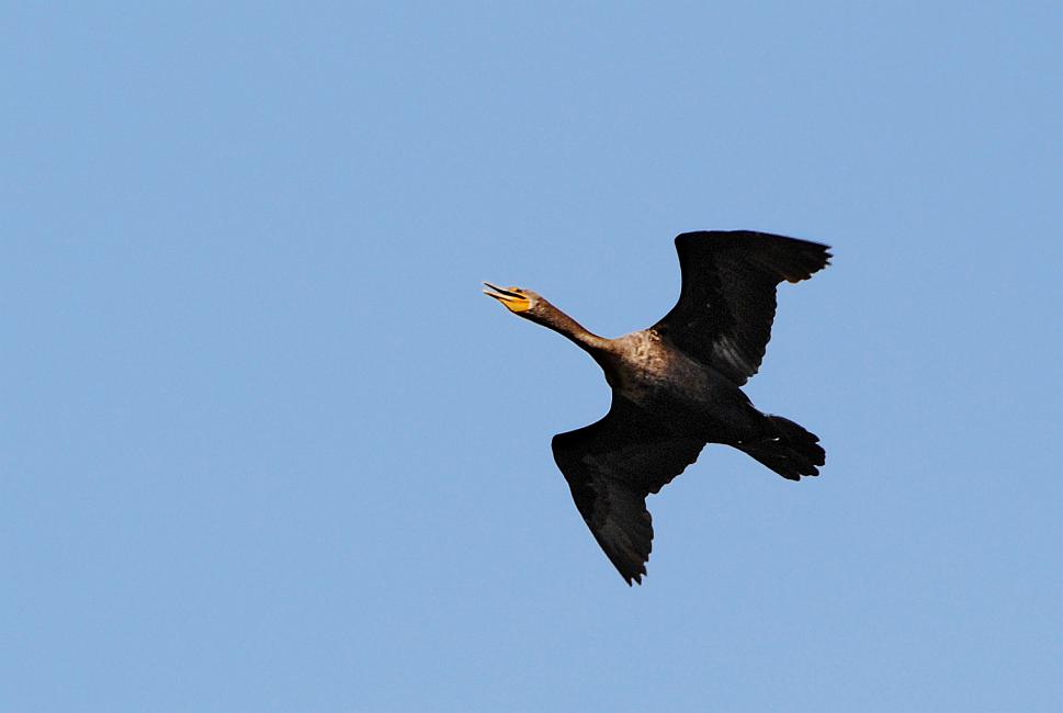DSC_3807a.jpg - Double-Crested Cormorant.