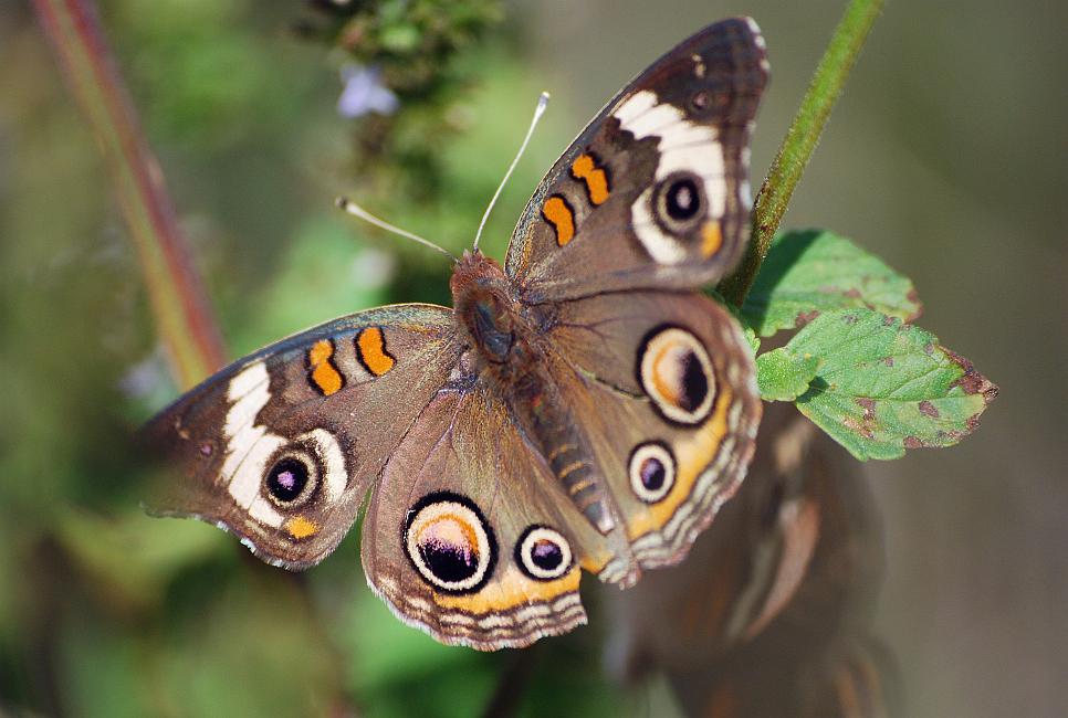 DSC_3818a.jpg - Buckeye