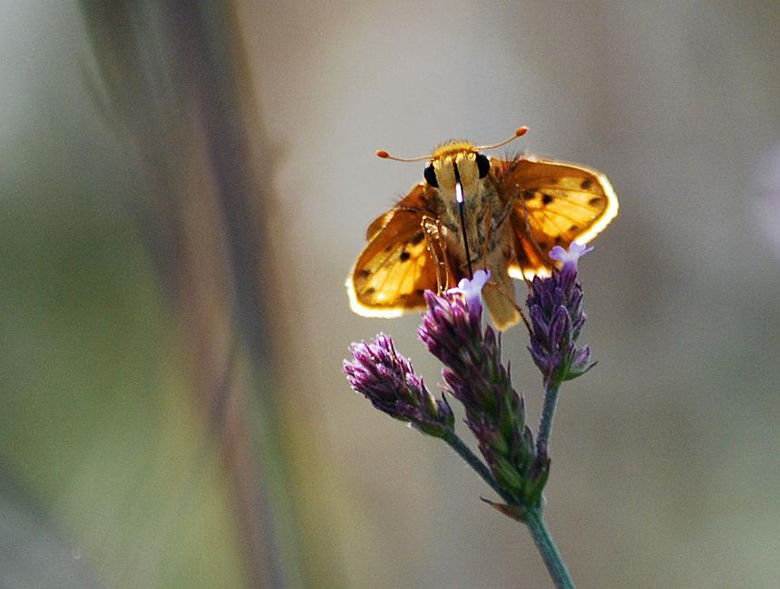 DSC_3821a.jpg - I believe this is some sort of Skipper, though I'm not sure.  All I know is, he's pretty tiny and very fast... I was really lucky to get this shot.