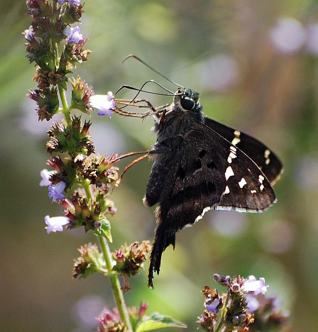 DSC_3823a.jpg - Long-Tailed Skipper. Not sure if I've identified this one correctly... the pattern matches the field guide exactly, though the coloration is a bit different and most of his tail is missing.
