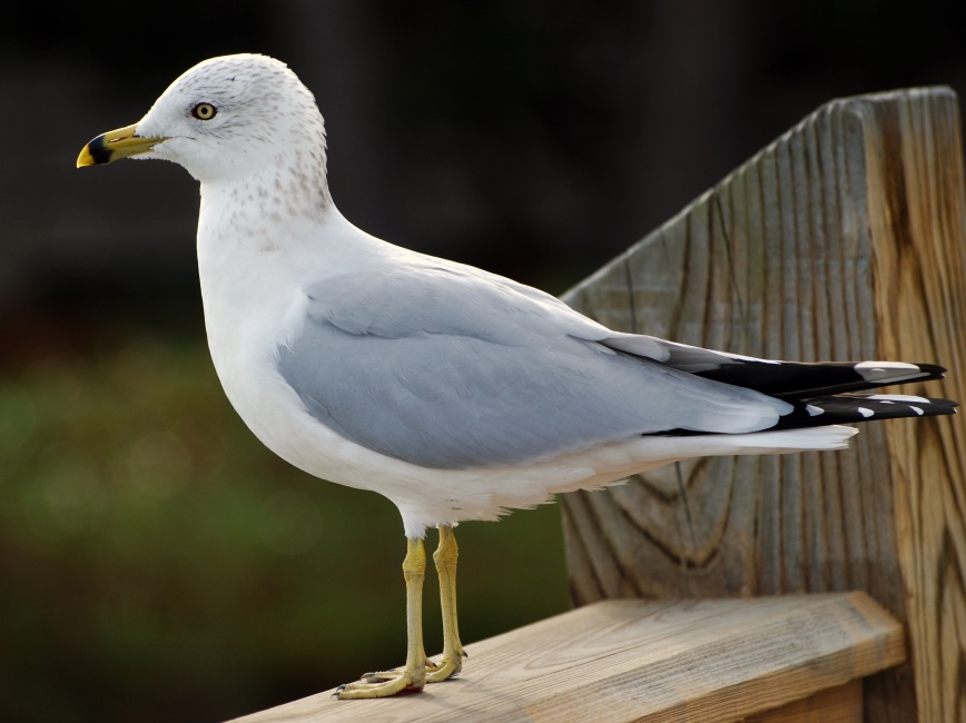 DSC_4398a.jpg - We stayed at the Disney Resort on Hilton Head Island.  The resort is on a sheltered cove that nearly divides the island in two.  Monday morning I got up early and wandered around a bit and found a long fishing wharf where quite a few birds were congregating.  Apparently, the gulls are not welcome... one of the resort employees ran out on the wharf to admonish a group of folks who were feeding them.  The family left, I hung around and made friends with the gulls who seemed to like me even though I didn't have anything to eat.  This one is a Ring-Billed Gull.