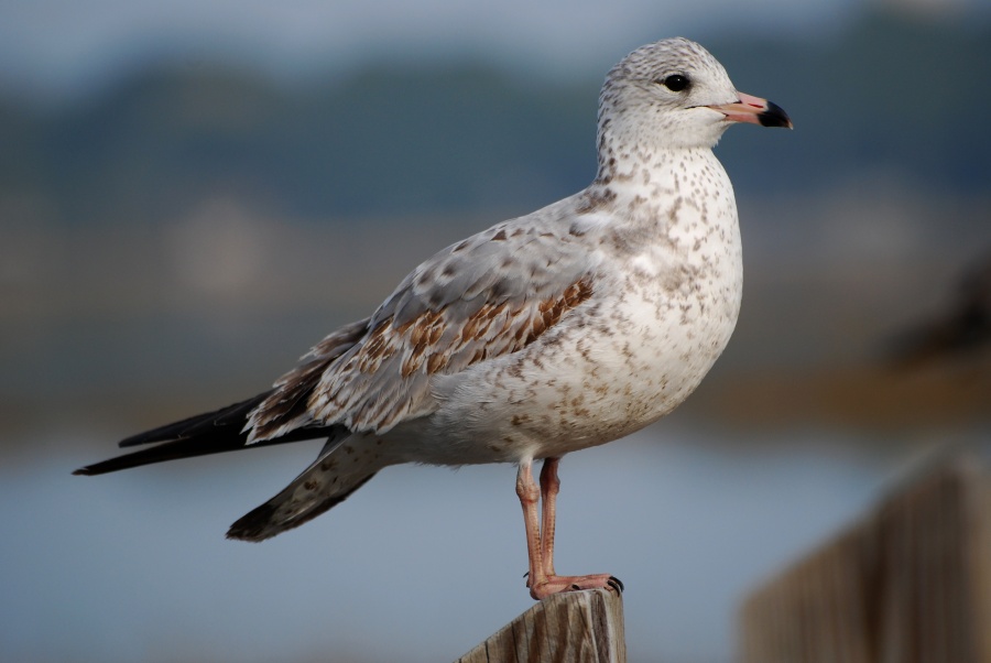 DSC_4401a.jpg - Here's another Ring-Billed Gull, an immature one perhaps a year old.