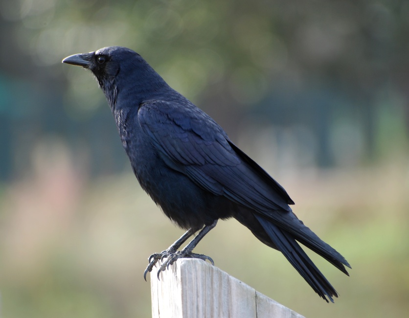 DSC_4408a.jpg - There were quite a few crows around.  The other birds seemed to avoid them, though they did seem to appreciate the crows' tendency to cry out whenever people were coming.