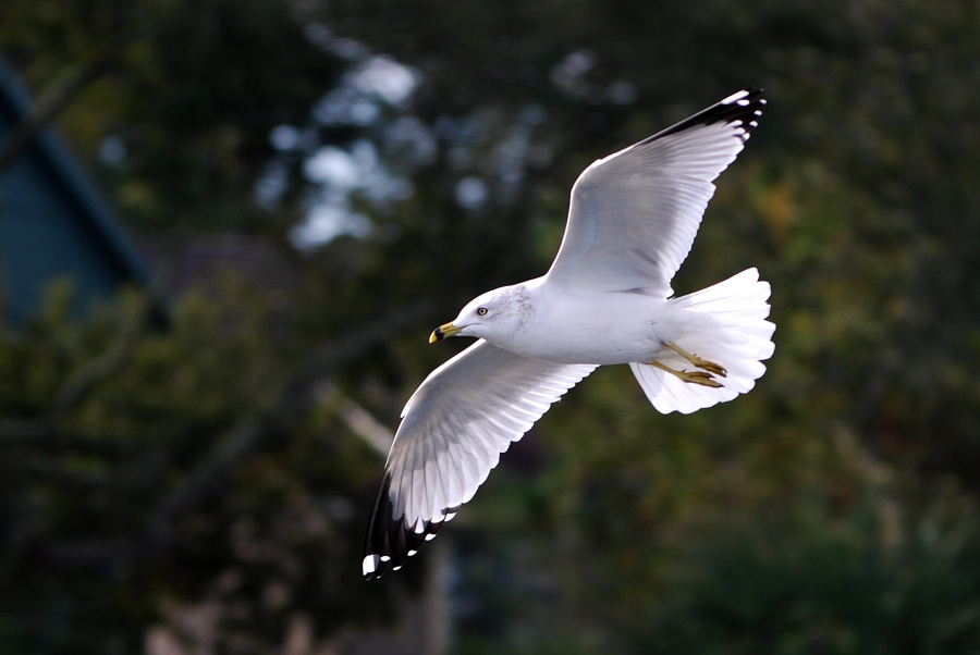 DSC_4418a.jpg - Ring-Billed Gull.