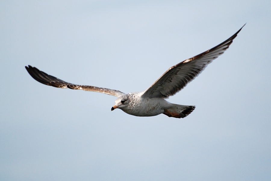 DSC_4419a.jpg - Immature Ring-Billed Gull.