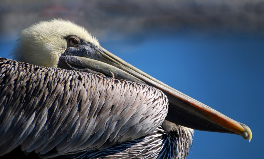 DSC_4474a.jpg - Tuesday morning Sieren and I went down to the bridge to shoot some Brown Pelicans and Cormorants.  Pelicans seem to have the unique ability to appear regal one moment and ridiculous the next.