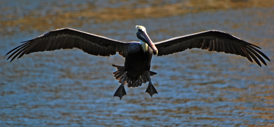 DSC_4511a.jpg - Pelicans are really beautiful fliers.  They are also imposing birds, with wingspans well over six feet.  The White Pelican is even larger, with a wingspan reaching over nine feet, making it the largest of any bird except the Condor.