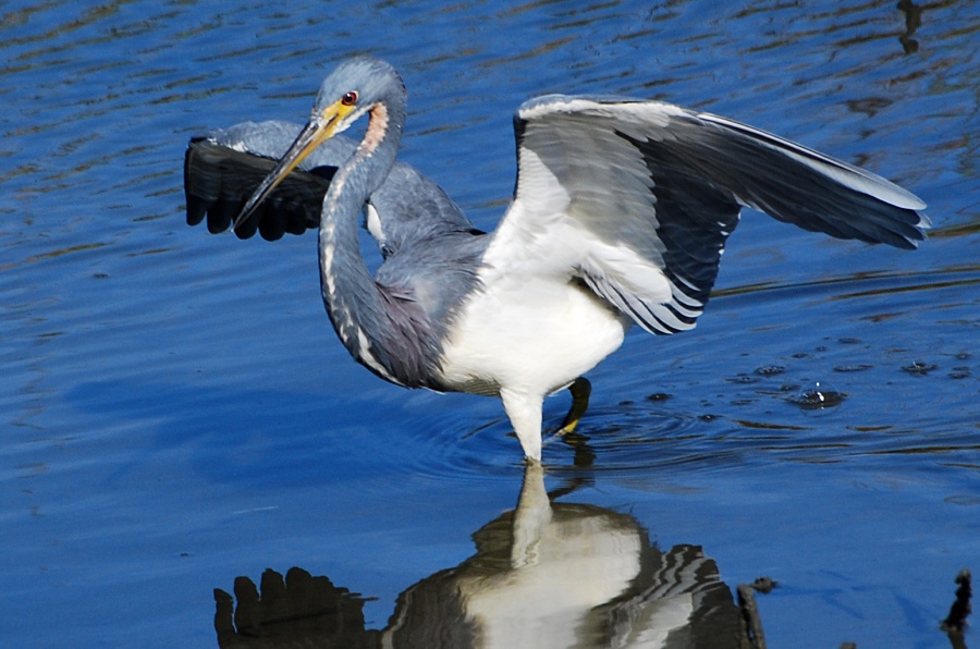 DSC_4532a.jpg - My field guide identified this bird as a Lousiana Heron, but the book is over two decades old... apparently it is now known as the Tricolored Heron.