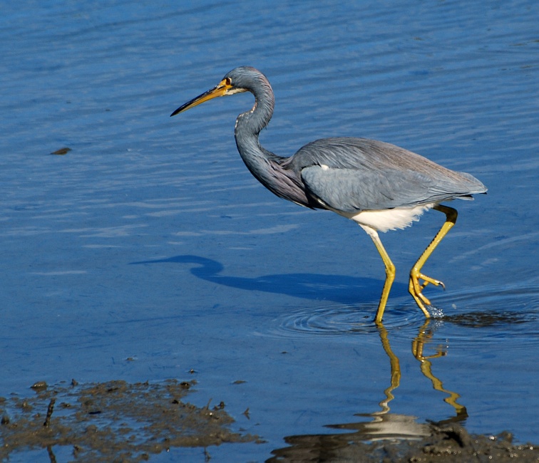 DSC_4533a.jpg - Tricolored Heron.